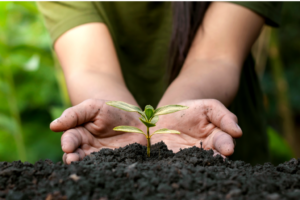 Lees meer over het artikel Hoe kies je de juiste zaden voor je moestuin?