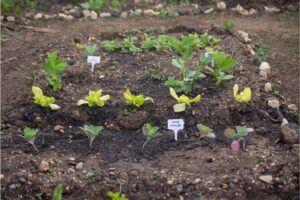 Lees meer over het artikel Hoe leg je een moestuin aan?