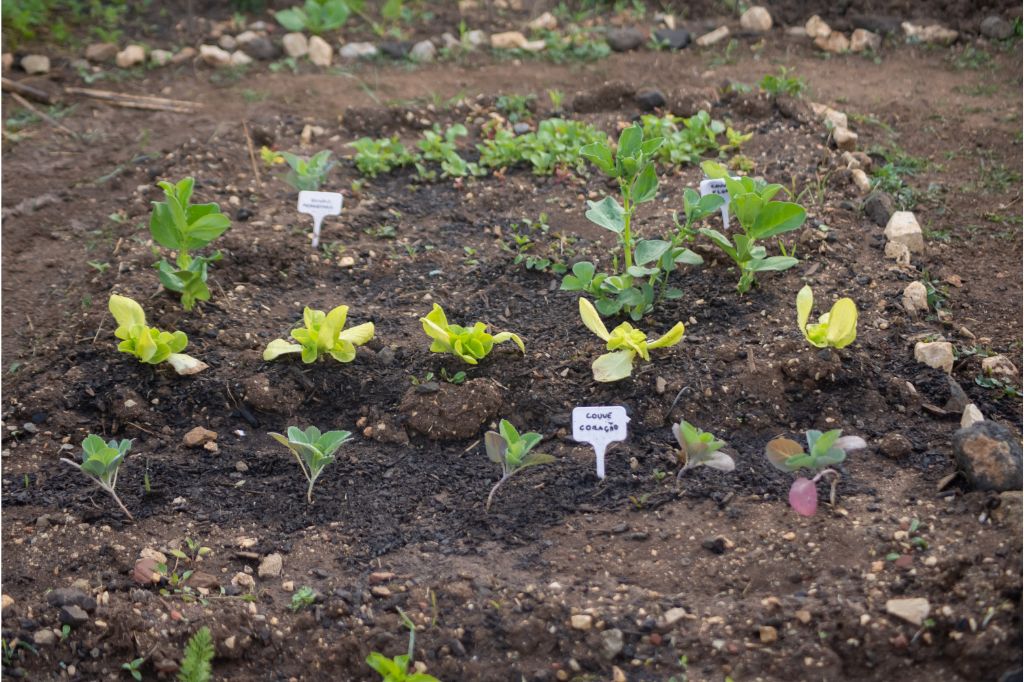 Lees meer over het artikel Hoe leg je een moestuin aan?
